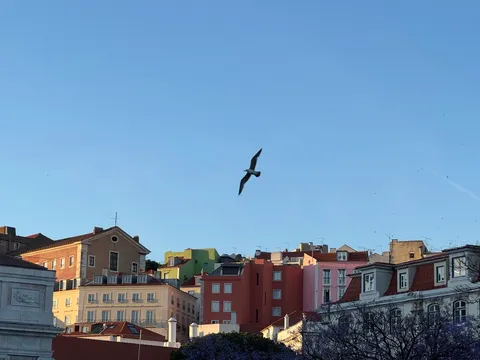 Photograph, Praça do Rossio, Lisbon, Portugal, 19 May 2026